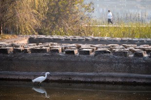 “嘉園”精靈競自由