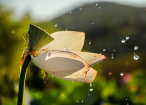 夏至“嘉園”